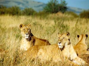 african-lion-images-2