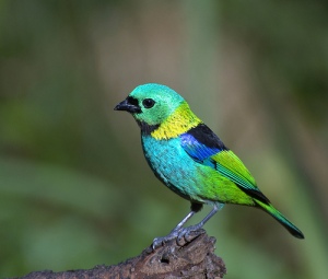 Brightly-Colored-Birds22